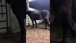 The Black Sheep resident horse that came with the property! by Black Sheep Mountain 64 views 2 months ago 1 minute, 47 seconds
