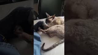 Cornish Rex Cat Toe Attack