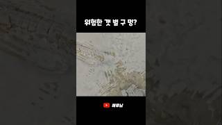 손 넣으면 위험한 갯벌구멍?! #shorts