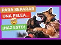 4 TÉCNICAS INFALIBLES ✅ para SEPARAR una PELEA DE PERROS 🆘 - ESTO NO LO SABÍAS 😱