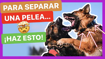 ¿Cómo se interrumpe una pelea de perros?