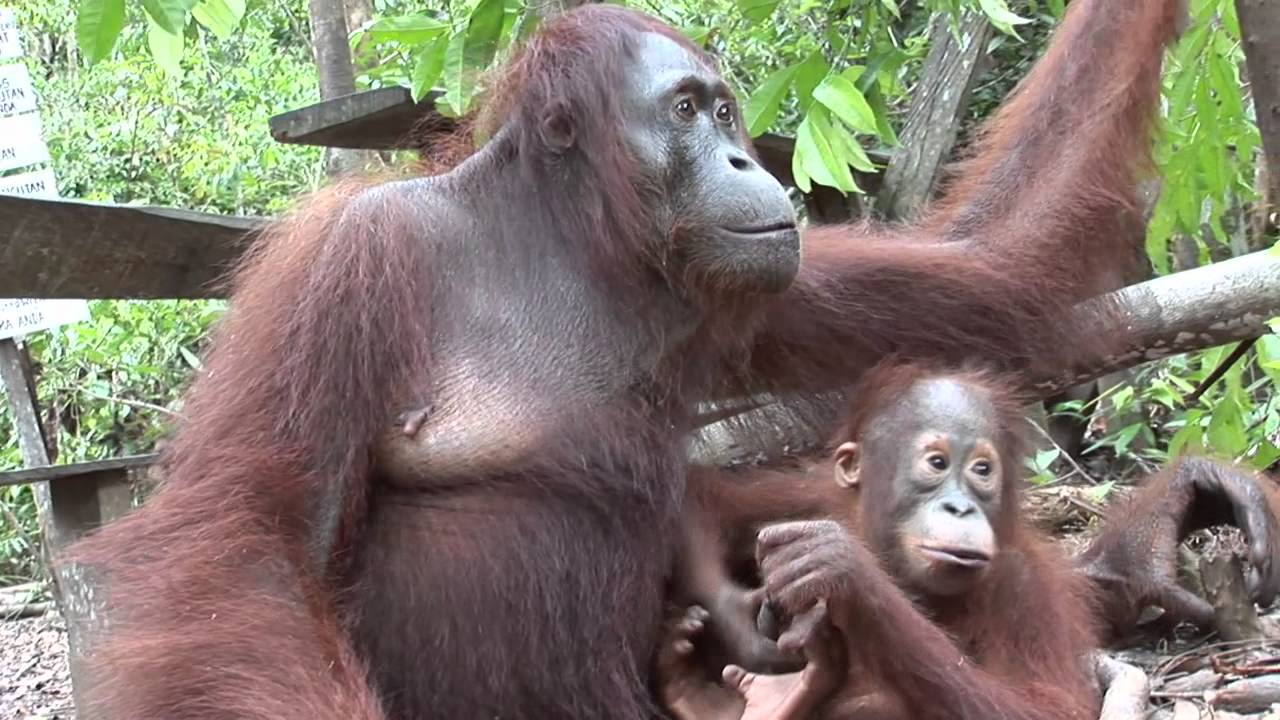 Baby_Orangutan_Sitting_Next_To_Mother-YouTube-1 extinct animal footage
