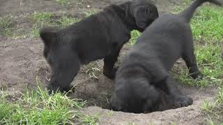 Flatcoated retrievers puppy's by boudewienes 4,590 views 3 years ago 2 minutes, 38 seconds