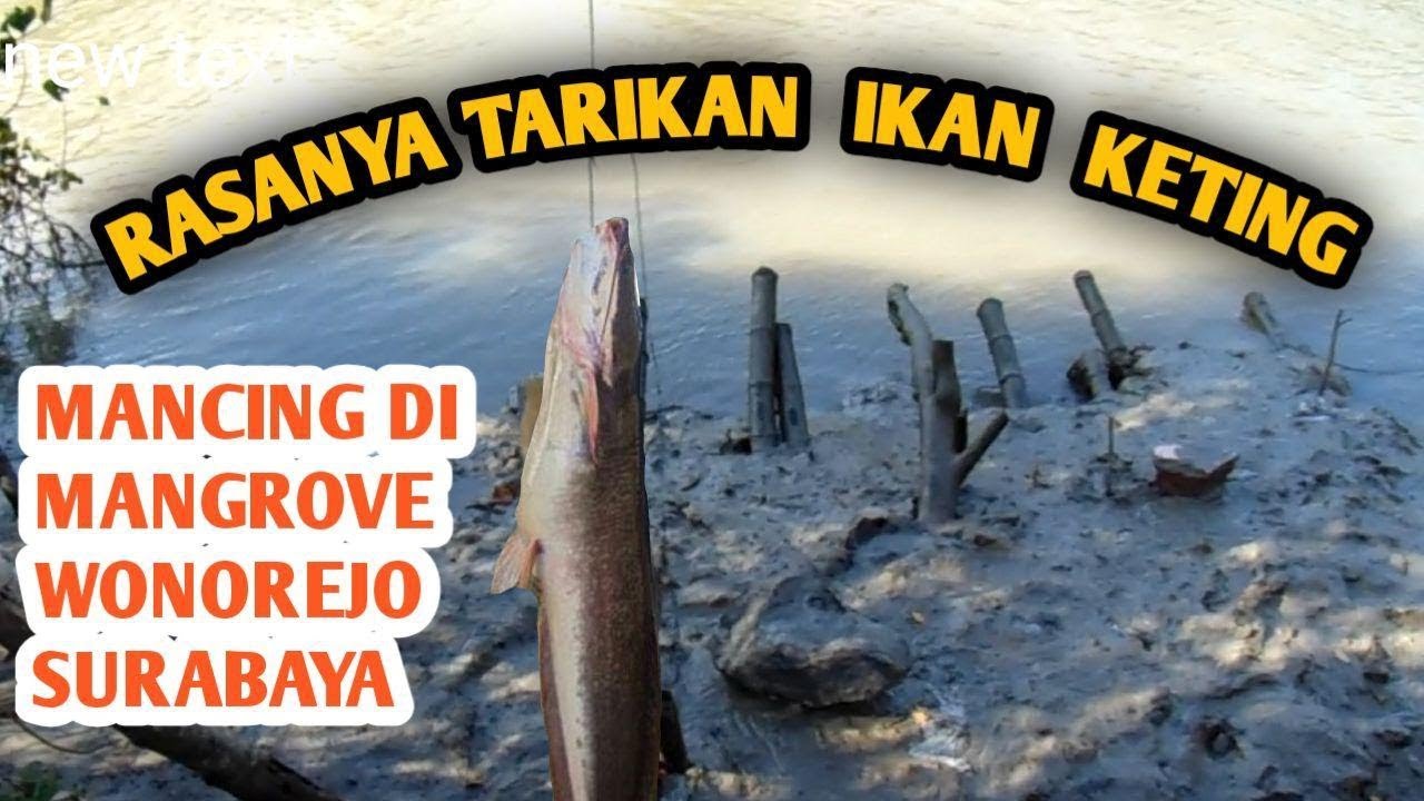 Mancing Keting Di Mangrove Wonorejo Surabaya Youtube