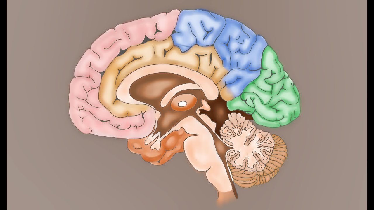 Concussion and Neuron Disruption - physical therapy continuing education