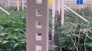 LED to drip, feed to waste, coco setup