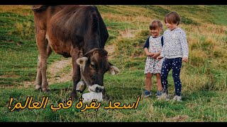 أسعد بقرة في العالم | The Netherland