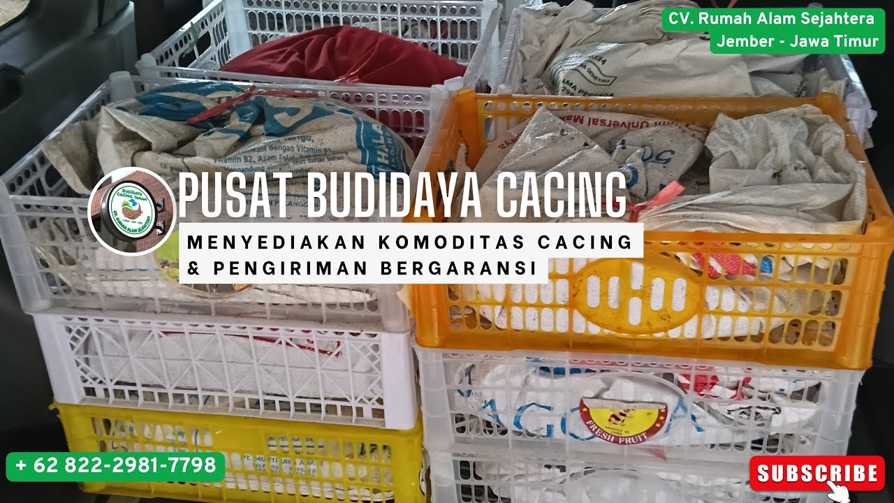 PUSAT BUDIDAYA CACING TANAH BERGARANSI PENGIRIMAN 100% #ternakcacing #budidayacacingtanah #fyp