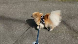 Kuma Running