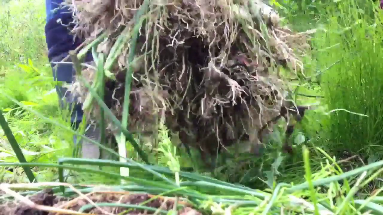 2018 06 05 蕗蕎採收 仙境農場 Youtube