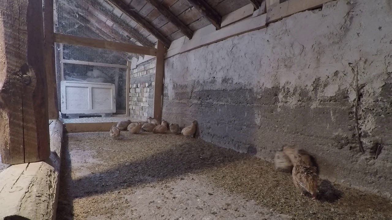 пъдпъдъци / quail