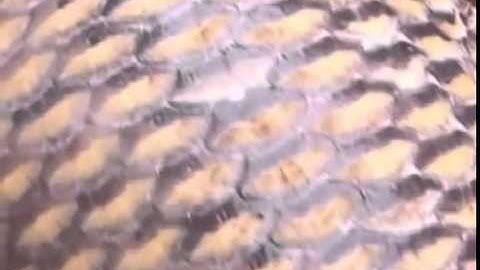 Cận Cảnh Cá Hô Năng 130 Kg Được Ngư Dân Bắt