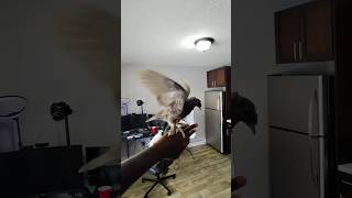 Young renzel 🕊️💯🔥#funny #birdspecies #pigeonbird #kabutar