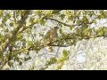 Nightingale singing from a tree (Luscinia megarhynchos)