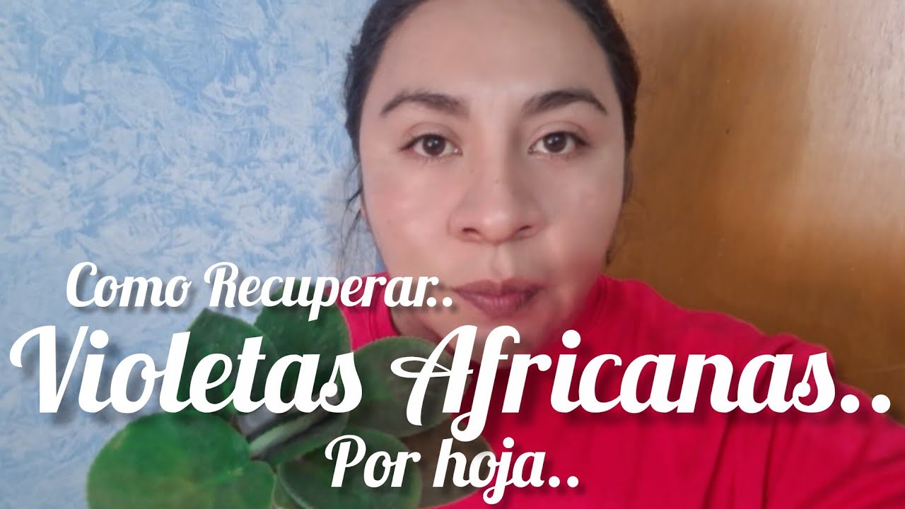 Como recuperar Violetas Africanas por Hoja??..  #plantas #flores Parte 1.