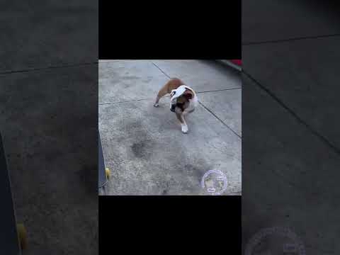 Bulldog vs Skateboard