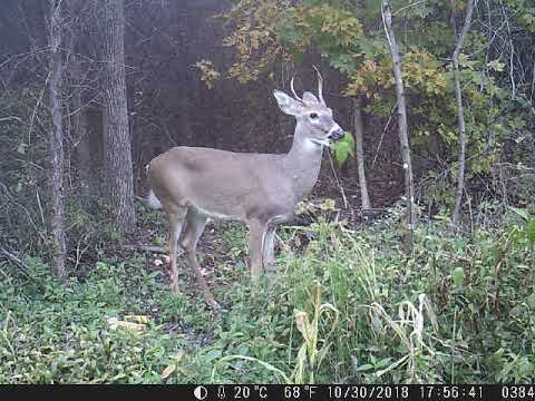 wildlife tea Spike buck