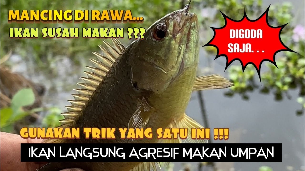 Trik Menggoda Ikan Bila Ikan Di Rawa Susah Makan Umpan II Ikan Auto