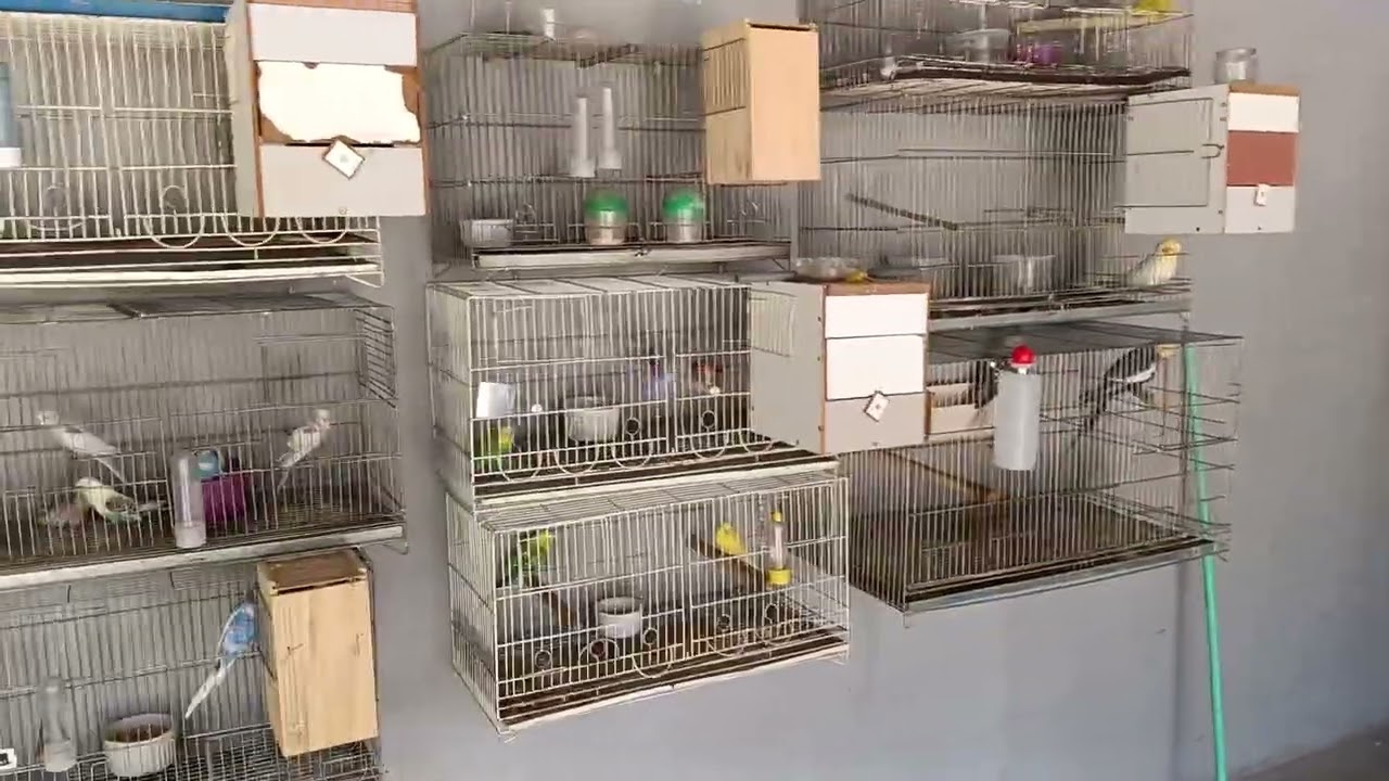 Mudança na criação