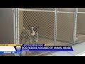 NorCal dog rescue under criminal investigation for animal abuse