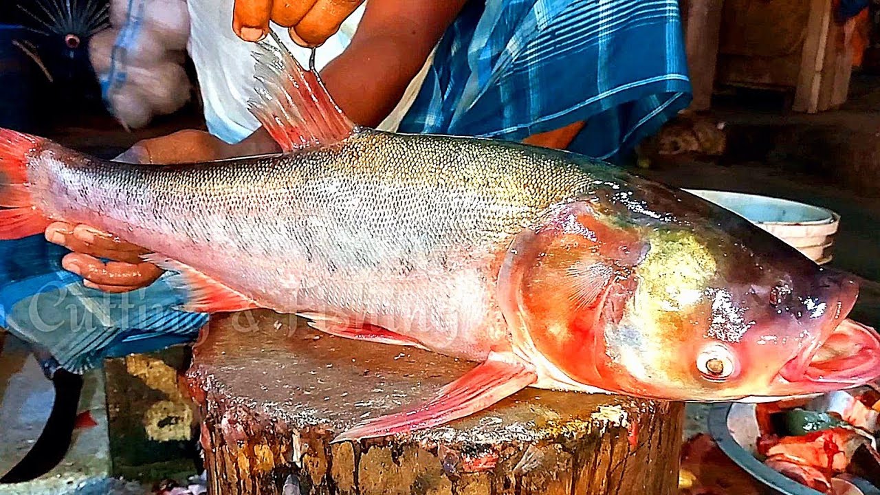 Incredible Big Silver Carp Fish Cutting Skills In Fish Market Giant