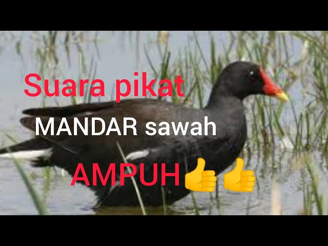 AMPUH..❗ suara pikat burung MANDAR class=