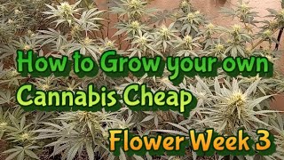Week 3 Flower, How to Grow Weed #cannabisgrowers #diy #easy