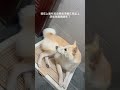 豆皮躺在尿盆上 髒狗老大