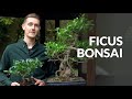 Ficus Bonsai tree