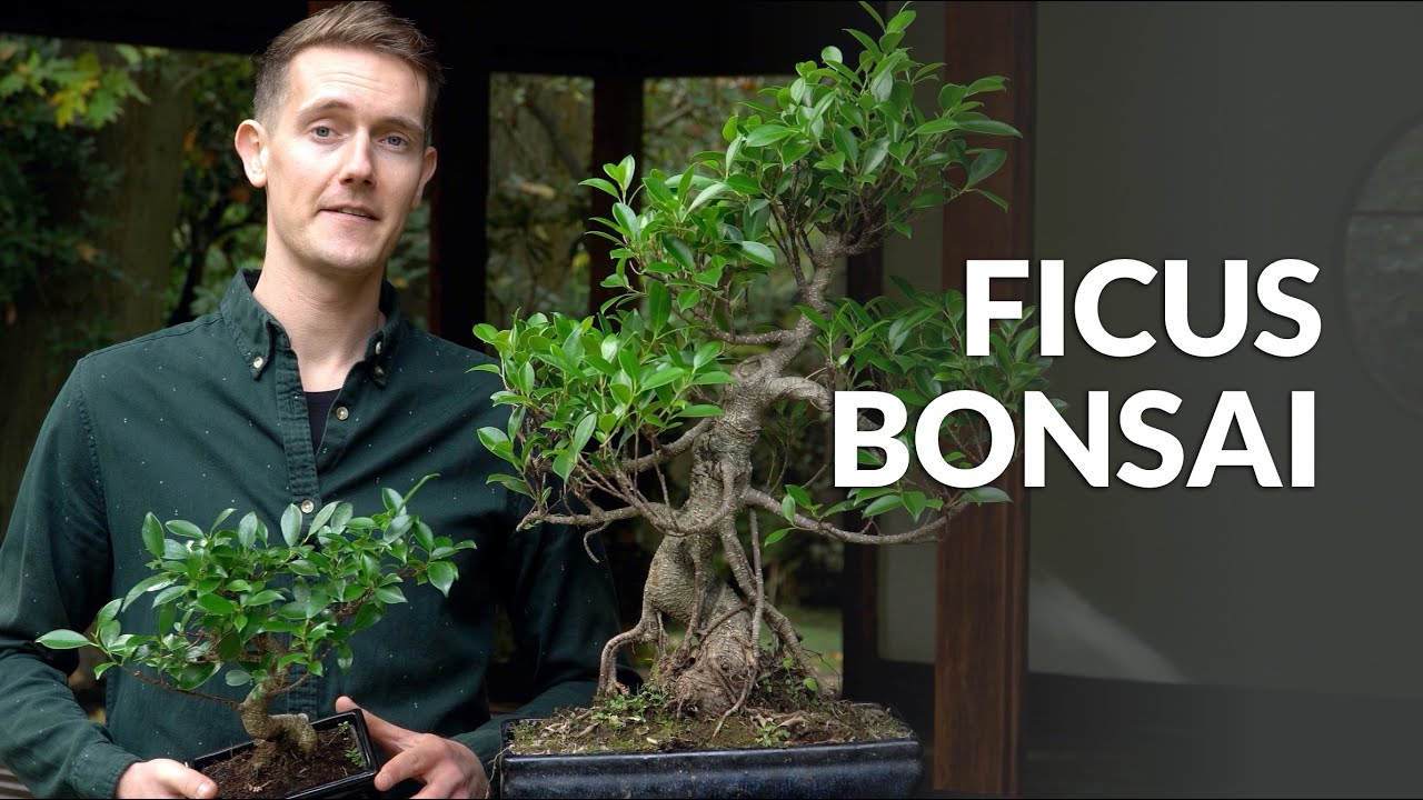 Le bonsaï ficus, un arbre idéal pour les débutants