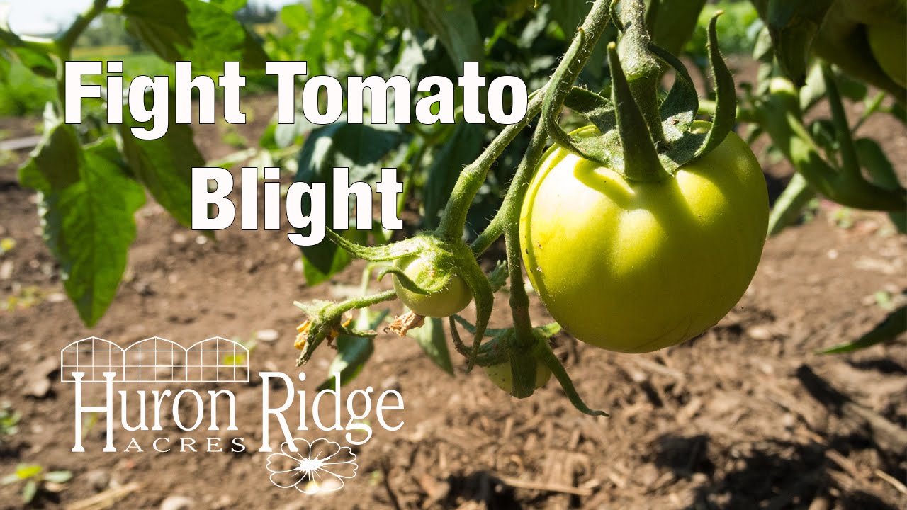 What is Tomato Blight & How Can I Fight it?