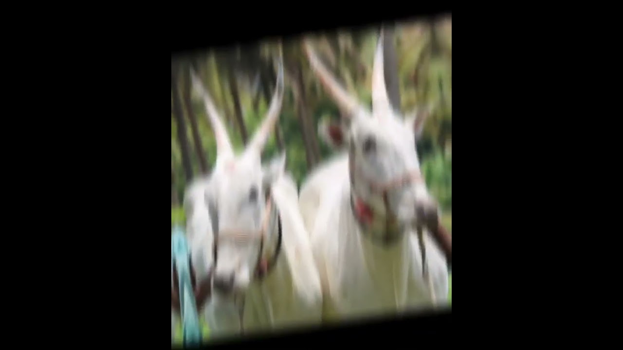 Famous Hallikar legend race bulls pair Dheera Bheera