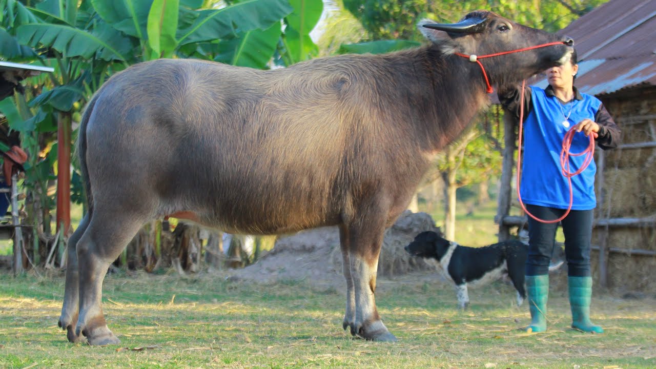 (30ม.ค69)เปิดแบ่งปันควายสาวท้องแรกสูง148+แม่พันธุ์ส่งลูกตัวเมียสวยๆ คอกแม่อ้วน ขอนแก่น091-006-9498