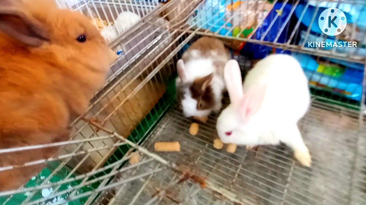 FEIRA DE CAXIAS AVES COELHOS BICHINHOS TUDO VC ENCONTRA 