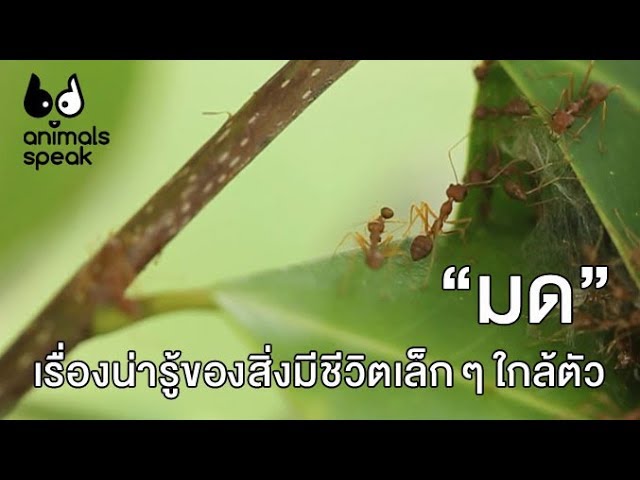 มด เรื่องน่ารู้ของสิ่งมีชีวิตเล็ก ๆ ใกล้ตัว : Animals Speak [By Mahidol] -  Youtube