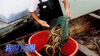 探索黄鳝人工养殖技术，每年300万吨需求的鳝鱼是如何养出来的 |「我爱发明」20230105