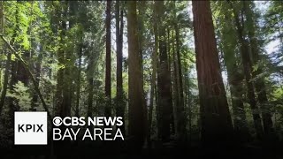 California's first land trust celebrates 125 years of protecting redwoods