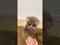 【最後まで見て】愛犬にアゴって言った後の反応がジワるw #shorts