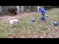 Dog Tricks: Find the Treat First Dog Tricks: Find the Treat First