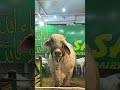 🐮: 🤫🧏‍♂️// cr : @abeeha._.x