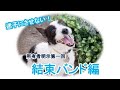 愛犬・愛猫を迷子にさせないシリーズ　第一回結束バンド編