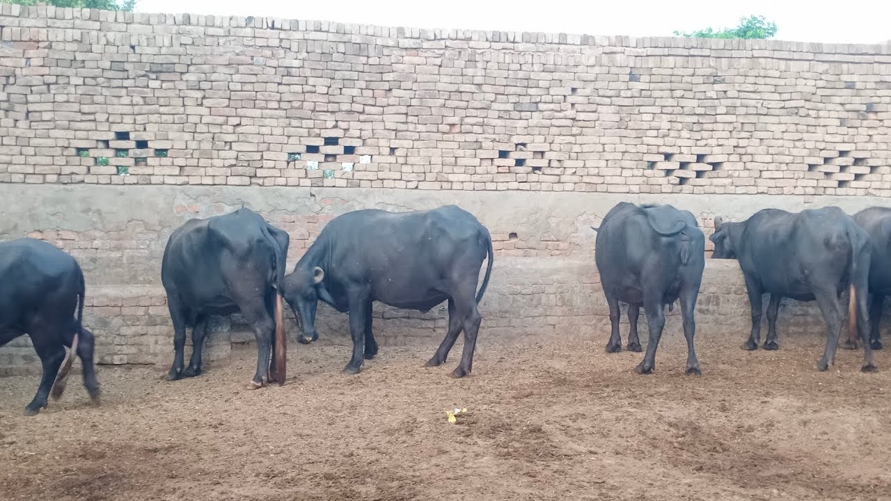 biggest nili ravi buffalo farm || murrah buffalo farming || buffalo farming