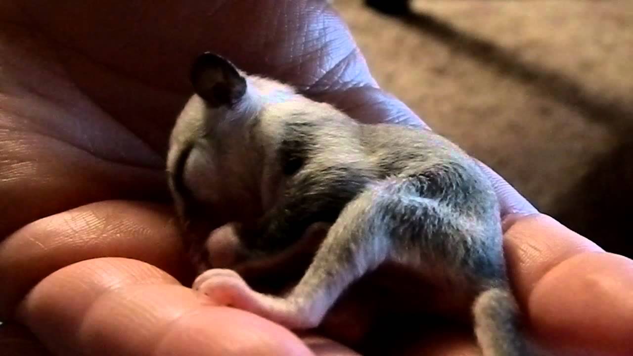 Sugar Glider Joey Grooming Herself YouTube