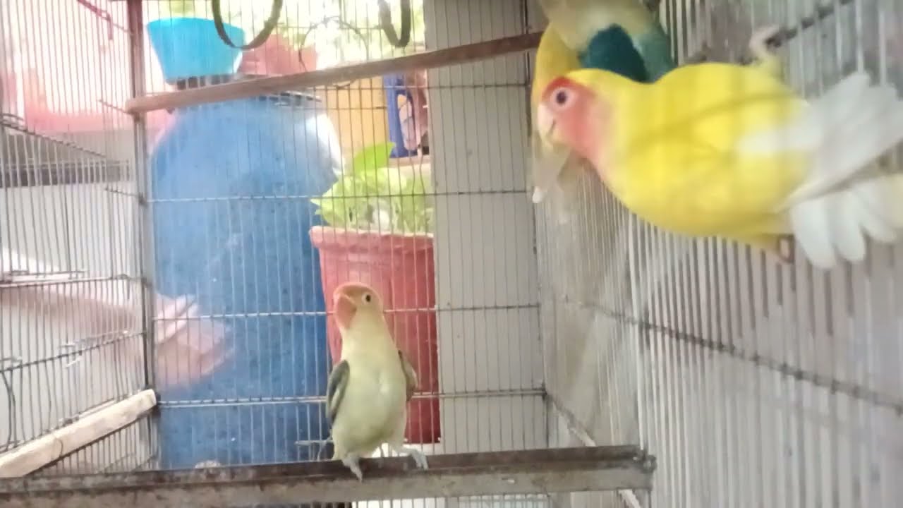 ASMR luckylovebirds chill mood 🕊️🦜🐦