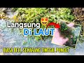 Gak Nyangka! Menemukan Banyak Macroalgae di Laut Langsung