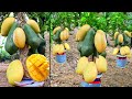 Synthesize unique mango growing techniques that produce many unexpected fruits