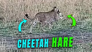 Cheetah Displaying Hunting Skills Chasing a Hare