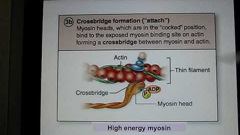 ACC Biol2401 Muslce 2 online lecture