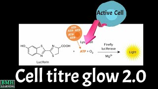 Cell Titre Glow 2.0 Cell Viability Assay | Cell Viability & Toxicity Assay |