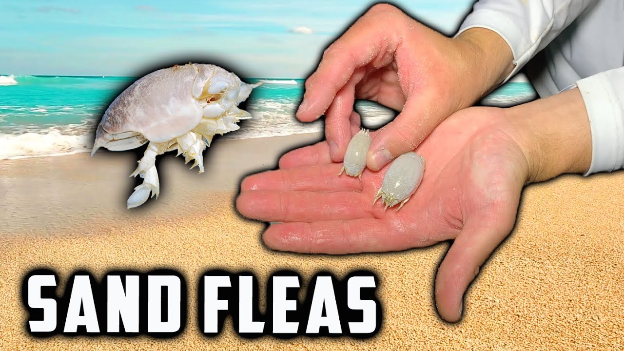 SAND FLEAS** How to Catch the Most Popular Surf Fishing Bait 